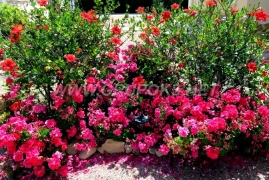 lovely garden flowers